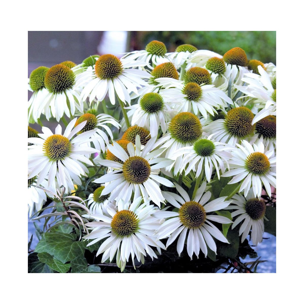 Echinacea purpurová Primadonna White - Echinacea purpurea - semená echinacey - 15 ks