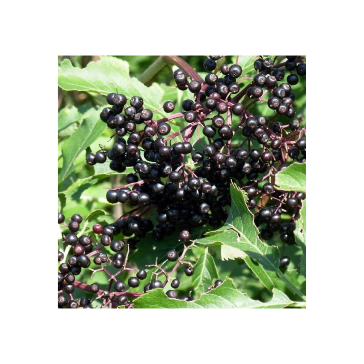 Baza kanadská - Sambucus canadians - semená bazy - 10 ks