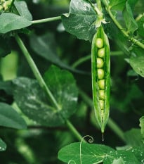 BIO Hrach dreňový Malý Rheinland - Pisum sativa - bio semená hrachu - 45 ks
