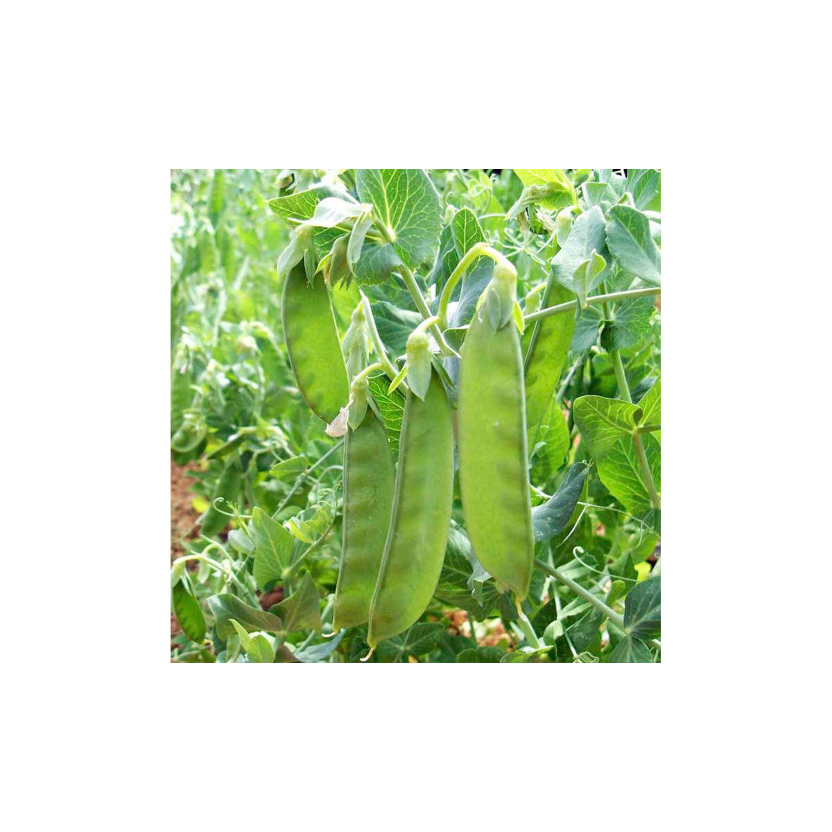 BIO Hrach cukrový Sweet Horizon - Pisum sativum - bio semená hrachu - 35 ks