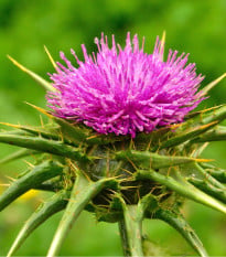 Pestrec mariánsky - Silybum marianum - semená pestreca - 40 ks