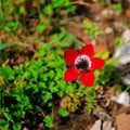 Sasanka Hollandia - Anemone - hľuzy sasanky - 3 ks