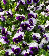 Sirôtka Hiemalis modrobiela - Viola wittrockiana - semená sirôtky - 200 ks
