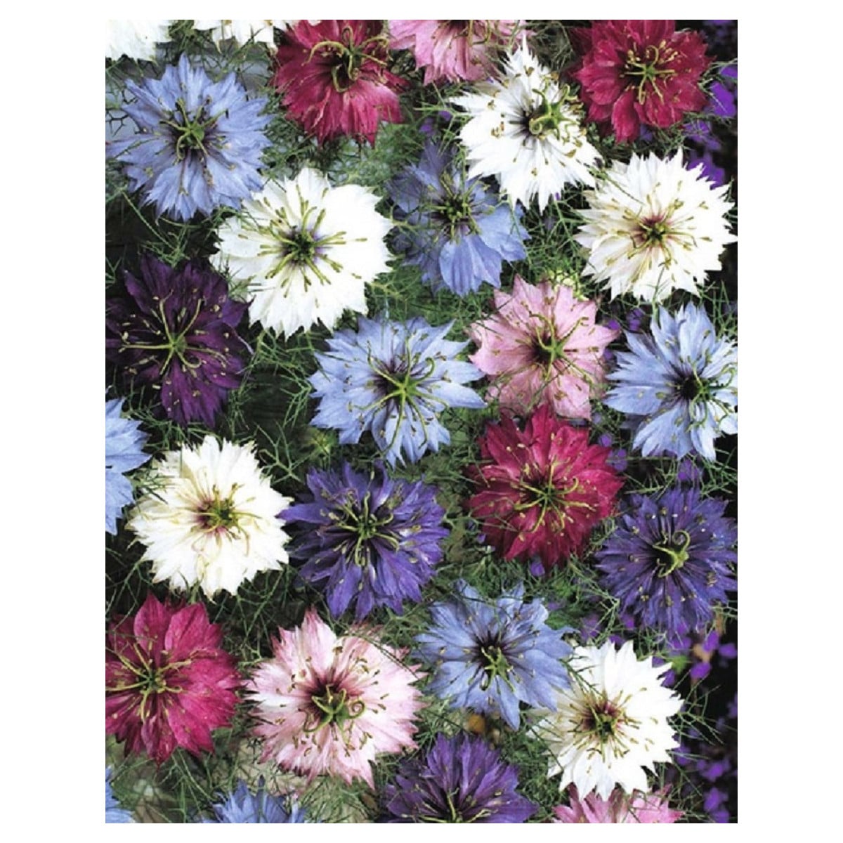 Černuška damascénska - Nigella damascena - semená černušky - 25 ks