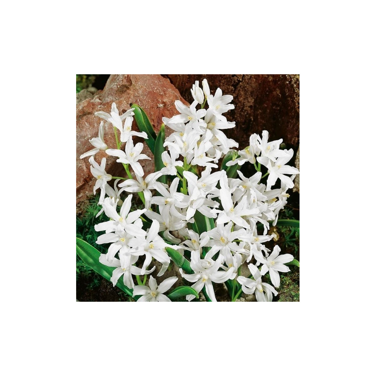 Modravka žiariaca biela - Chionodoxa luciliae albumu - cibule modravky - 5 ks