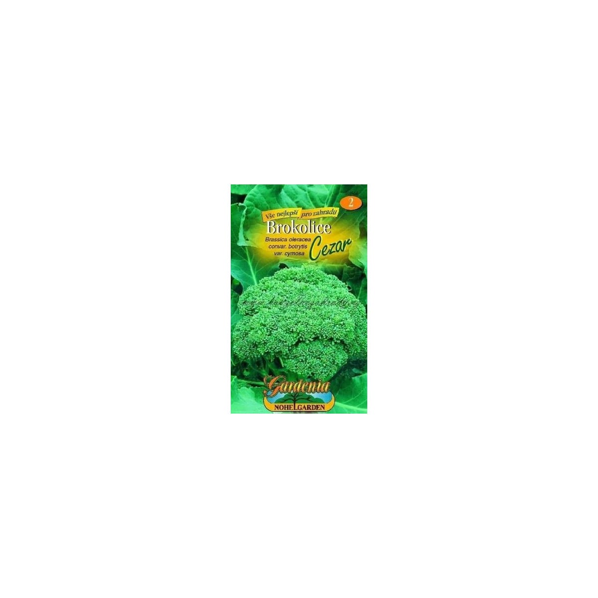 Brokolica Cezar - Brassica oleracea - semená brokolice - 0,6 g