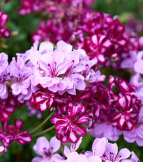 Muškát previsnutý Tornado F1 zmes farieb - Pelargonium peltatum - semená - 4 ks
