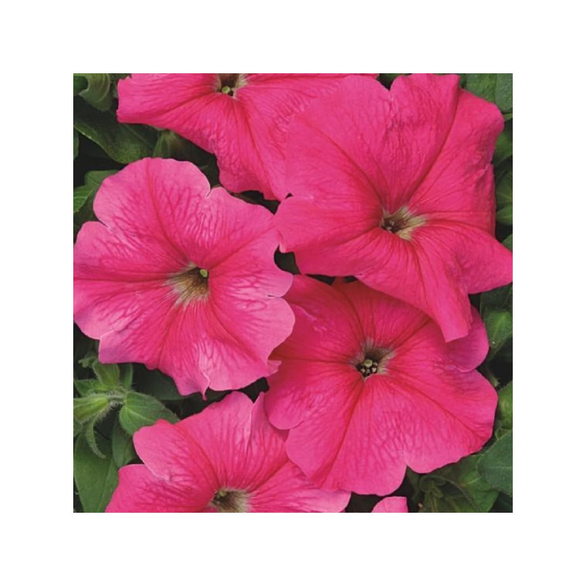 Petúnia mnohokvetá Rita F1 - Petunia hybrida - semená - 30 ks