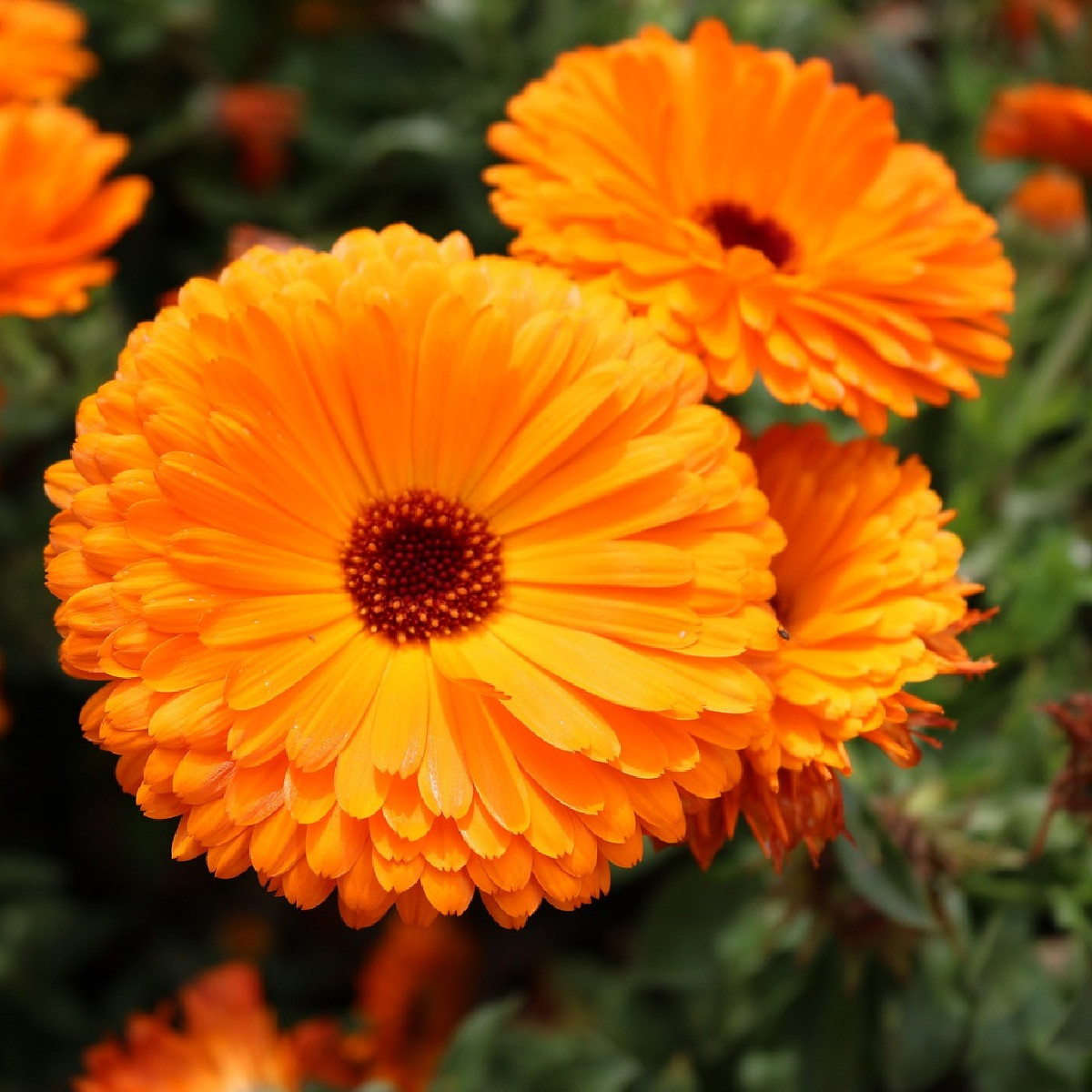 Nechtík lekársky Plamen Plus - Calendula officinalis - semená - 85 ks