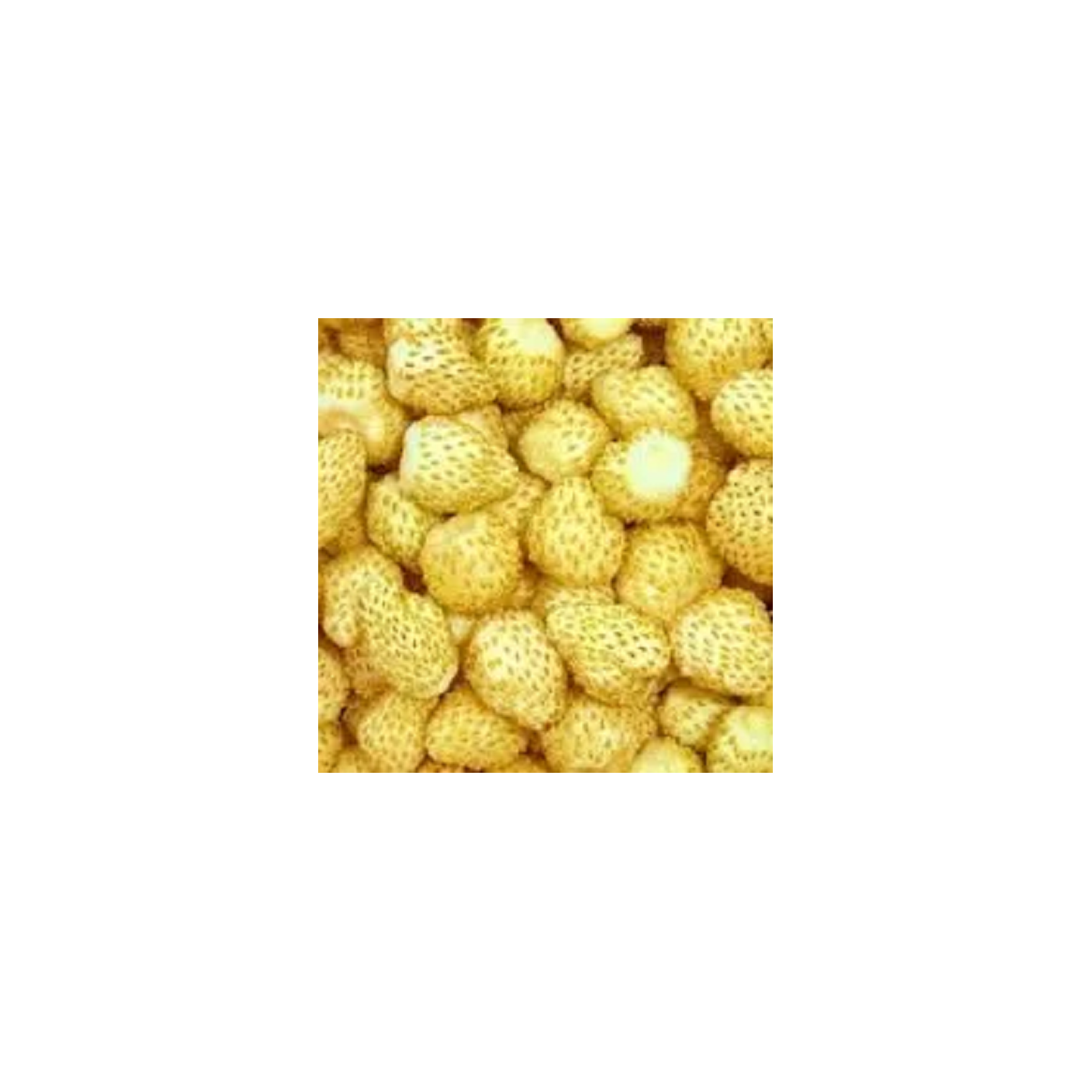 Jahoda mesačná Yellow Wonder - Fragaria vesca - semená - 200 ks