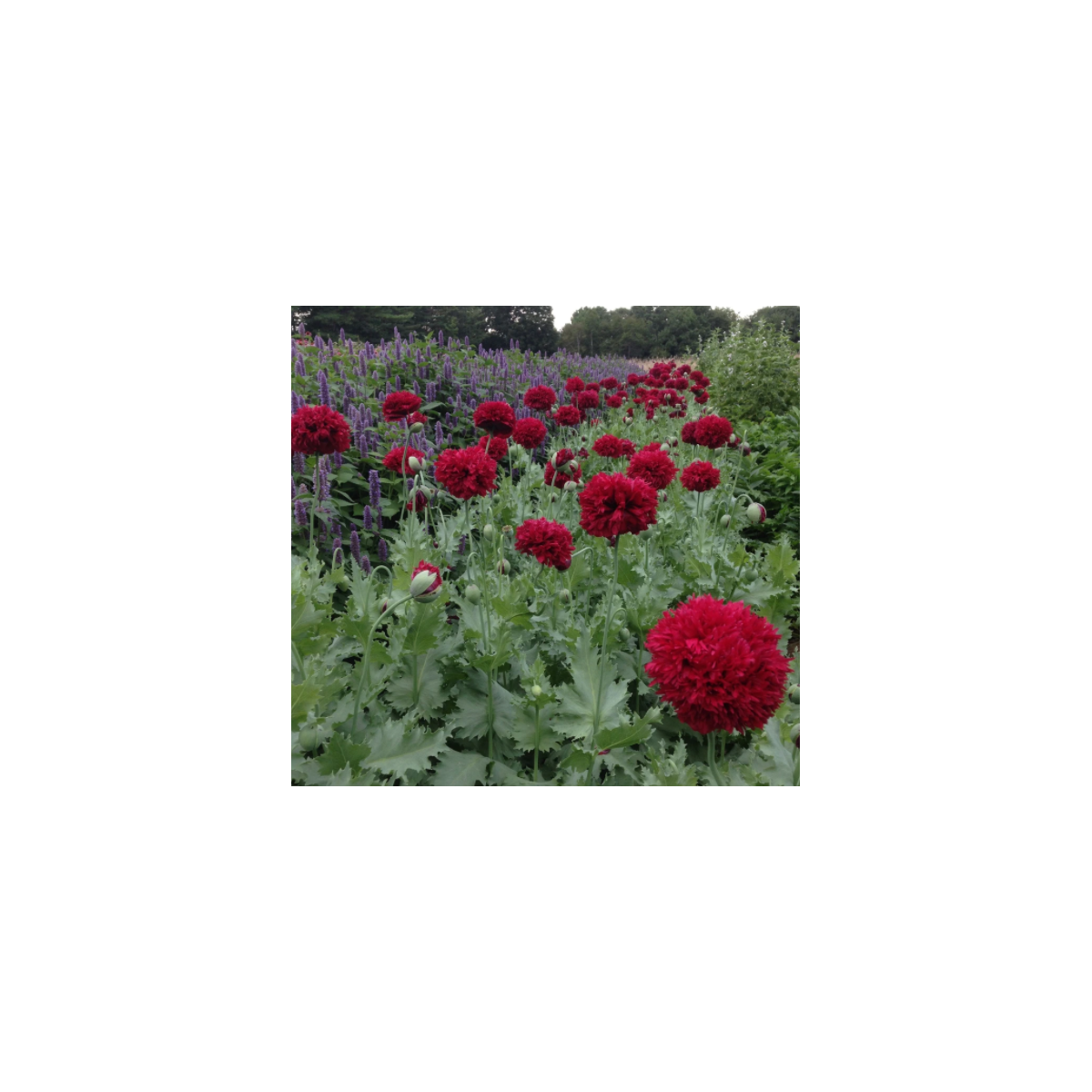 Mak Scarlet Peony - Papaver somniferum - semená - 150 ks