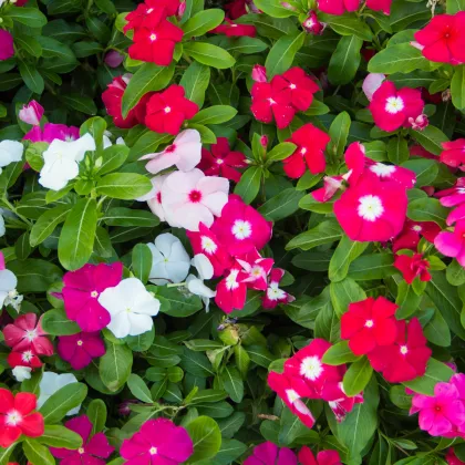 Katarant Mediterranean Mix F1 - Catharanthus roseus - semená zimozeleň - 30 ks
