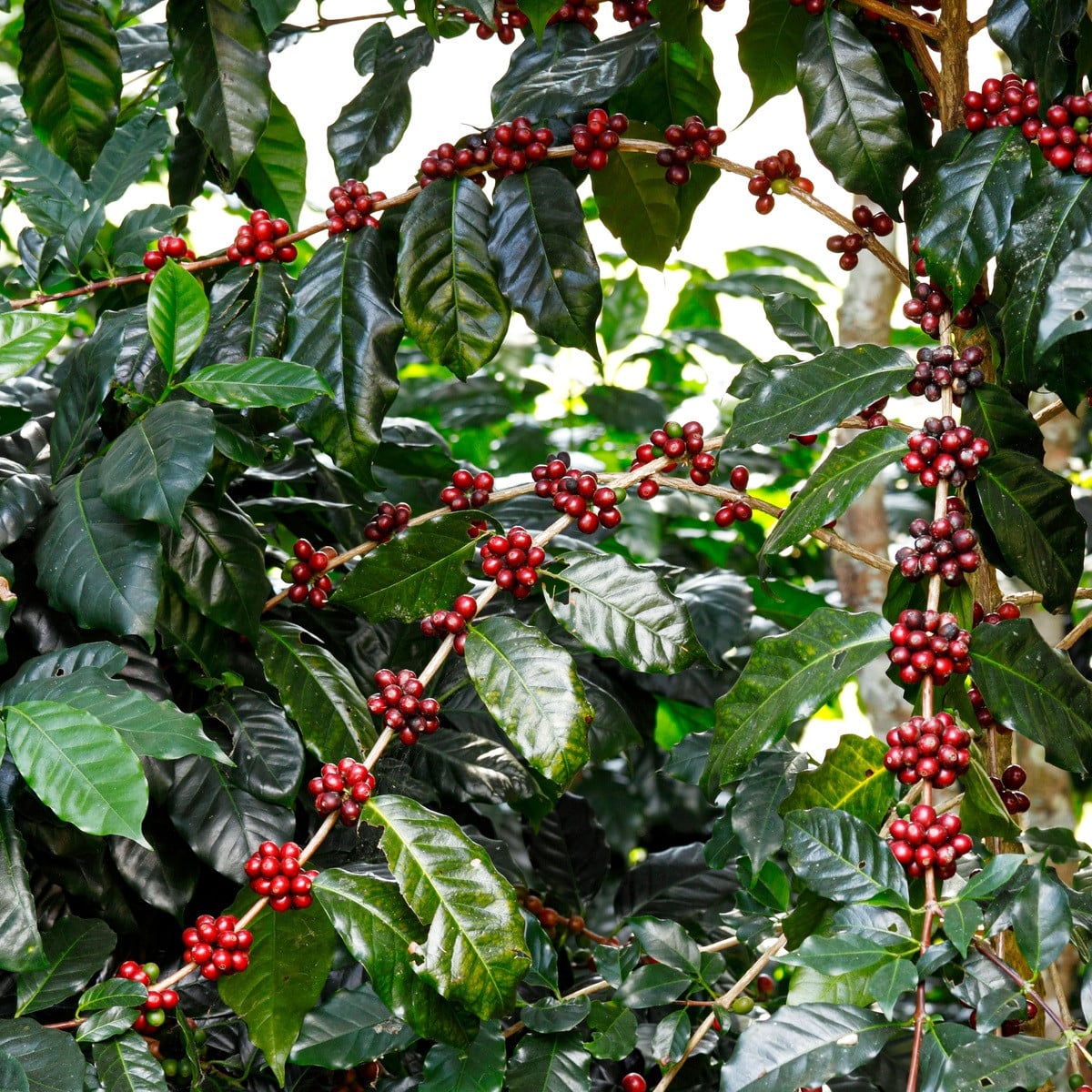 Kávovník arabský Himalaya - Coffea arabica Himalaya - semená kávovníka - 15 ks