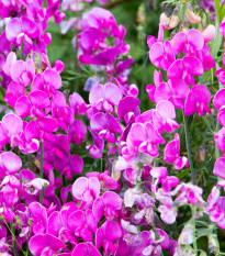 Hrachor voňavý Painted Lady - Lathyrus odoratus - semená - 12 ks