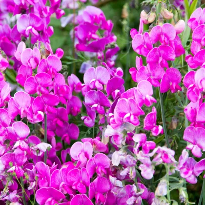 Hrachor voňavý Painted Lady - Lathyrus odoratus - semená - 12 ks