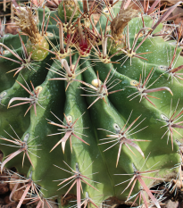 Ferokaktus - Ferocactus chrysacanthus - semená - 6 ks