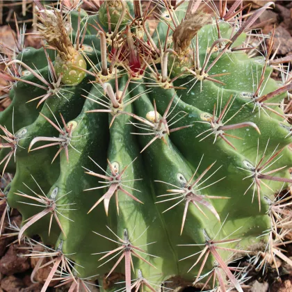 Ferokaktus - Ferocactus chrysacanthus - semená - 6 ks