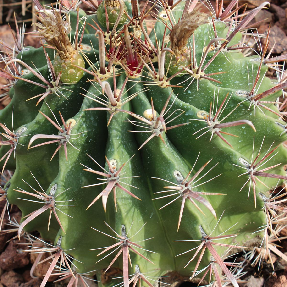 Ferokaktus - Ferocactus chrysacanthus - semená - 6 ks