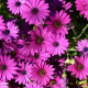 Africká sedmokráska Asti Mix F1 - Osteospermum ecklonis - semená africkej sedmokrásky - 6 ks