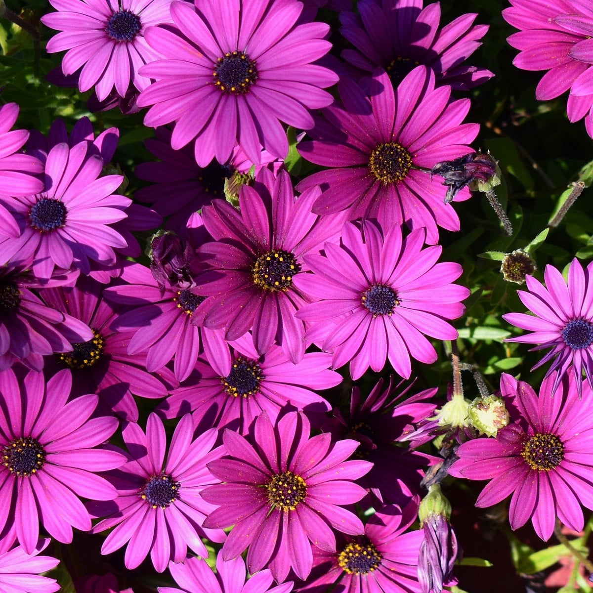 Africká sedmokráska Asti Mix F1 - Osteospermum ecklonis - semená africkej sedmokrásky - 6 ks