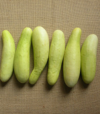 Uhorka šalátová Martini F1 - Cucumis sativus - semená uhorky - 10 ks
