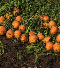 Mrkva Pariser Markt 4 - guľatá na rýchlenie - Daucus carota - semená - 500 ks