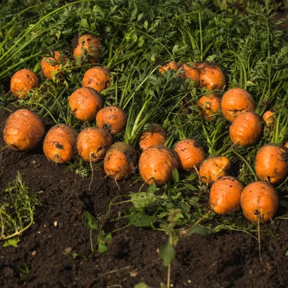 Mrkva Pariser Markt 4 - guľatá na rýchlenie - Daucus carota - semená - 500 ks