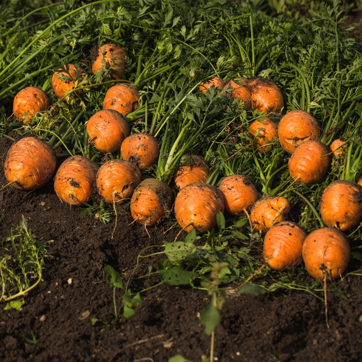 Mrkva Pariser Markt 4 - guľatá na rýchlenie - Daucus carota - semená - 500 ks
