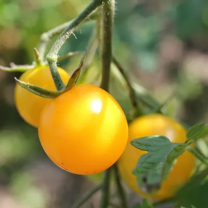 Paradajka Goldkrone - Solanum lycopersicum - semená paradajky - 20 ks