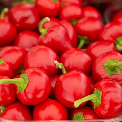 Paprika rajčinová Ontara - Capsicum annuum - semená - 40 ks