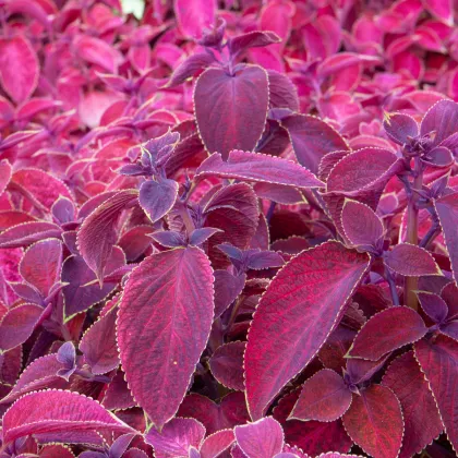 Africká pŕhľava Wizard Velvet Red - Coleus blumei - semená africkej pŕhľavy - 30 ks