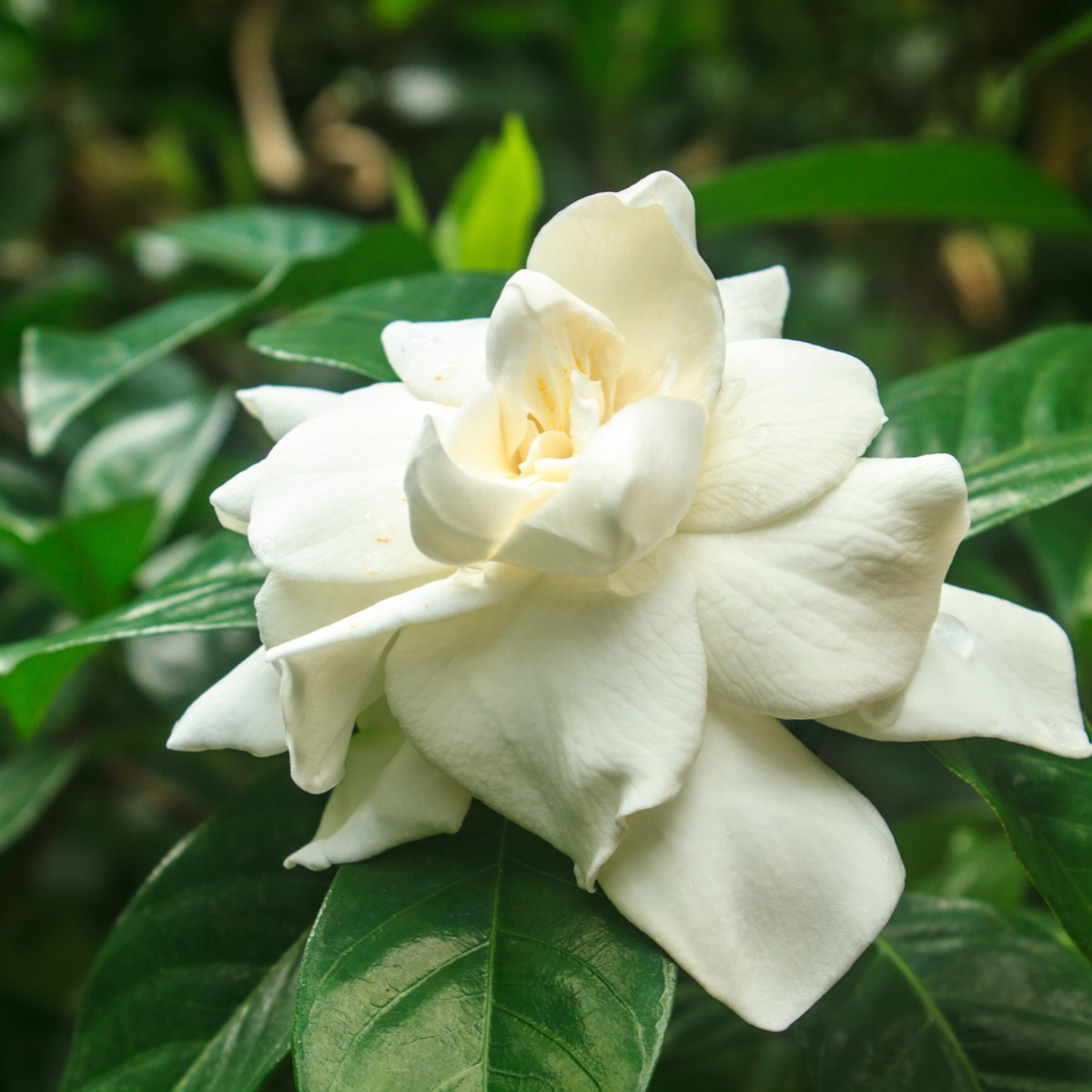 Gardénia jazmínovitá - Gardenia jasminoides - semená gardénie - 6 ks