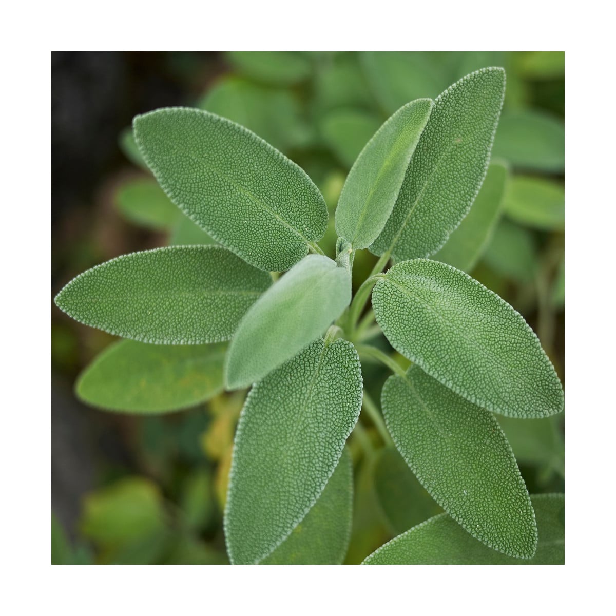 Šalvia lekárska - Salvia officinalis - semená šalvie - 20 ks