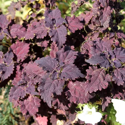 Africká pŕhľava Wizard Black Dragon - Coleus blumei - semená africkej pŕhľavy - 30 ks