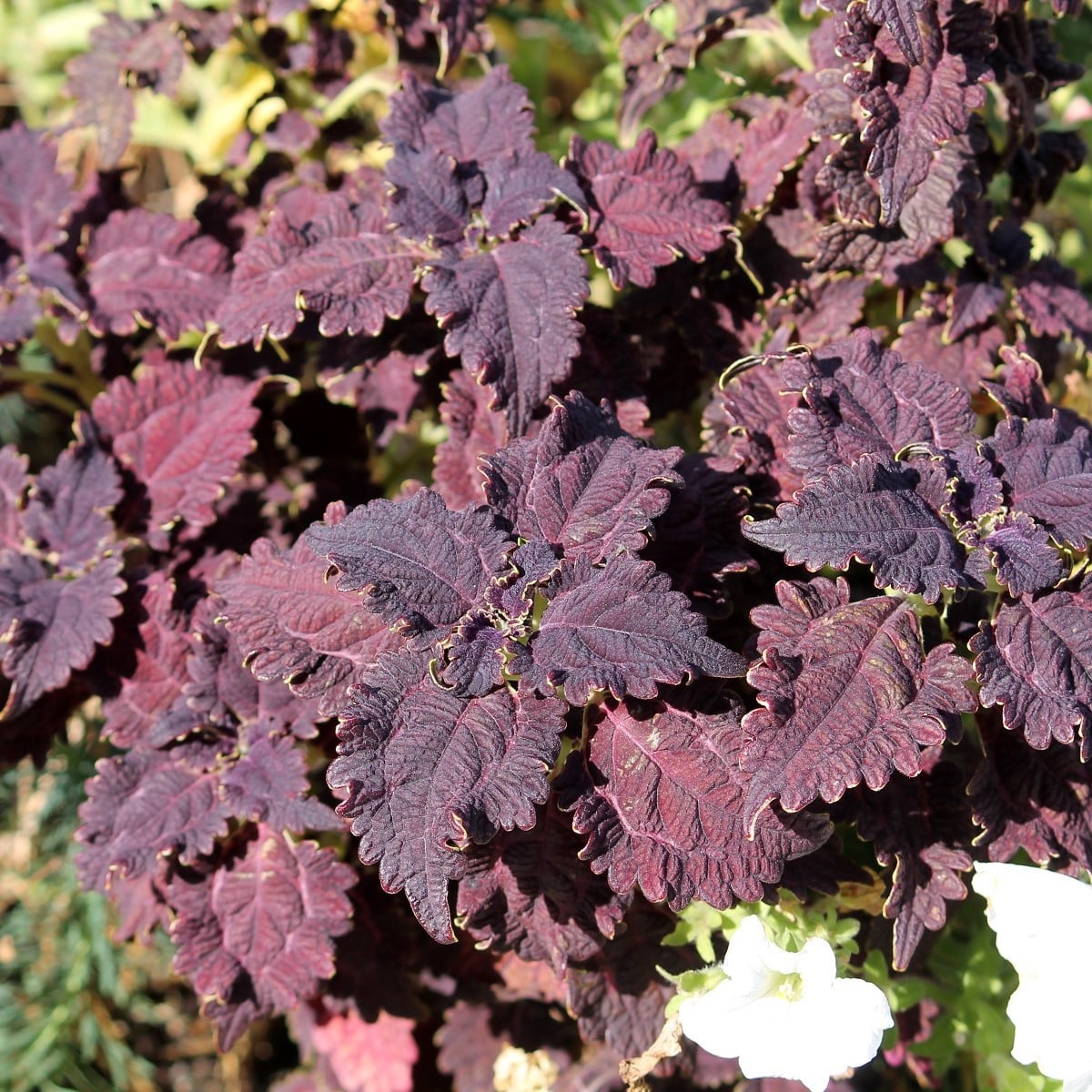 Africká pŕhľava Wizard Black Dragon - Coleus blumei - semená africkej pŕhľavy - 30 ks