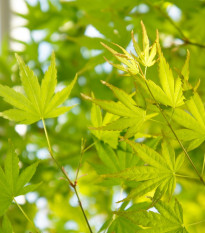 Javor dlaňolistý - Acer palmatum - semená javora - 5 ks