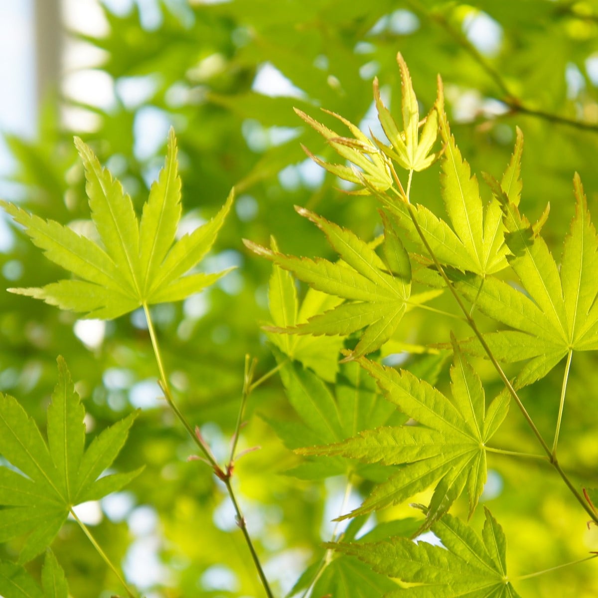 Javor dlaňolistý - Acer palmatum - semená javora - 5 ks