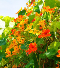 Kapucínka väčšia Out of Africa - Tropaeolum majus - semená kapucínky - 15 ks
