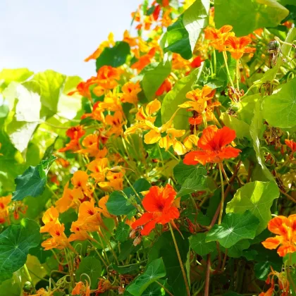Kapucínka väčšia Out of Africa - Tropaeolum majus - semená kapucínky - 15 ks