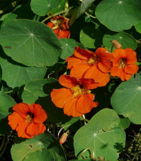 Kapucínka Tom Pouce zmes - Tropaeolum majus - semená kapucínky - 15 ks