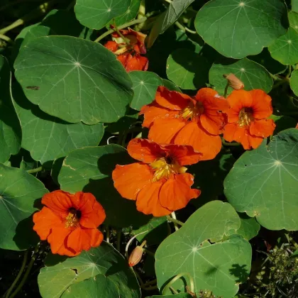 Kapucínka Tom Pouce zmes - Tropaeolum majus - semená kapucínky - 15 ks