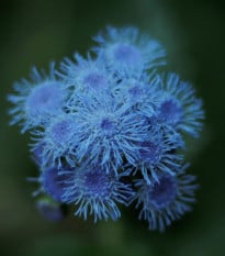 Agerát mexický F1 - Ageratum houstonianum - semená - 0,5 g
