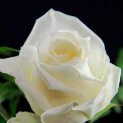 Ruža veľkokvetá pnúca biela - Rosa - voľnokorenné sadenice ruží - 1 ks