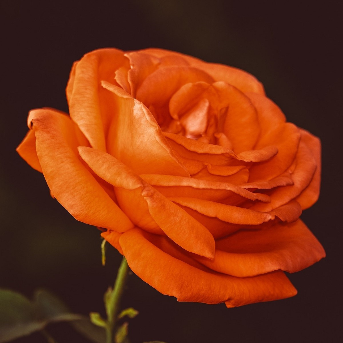 Ruža veľkokvetá pnúca oranžová - Rosa - voľnokorenné sadenice ruží - 1 ks
