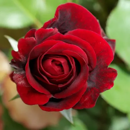 Ruža veľkokvetá pnúca červená - Rosa - voľnokorenné sadenice ruží - 1 ks
