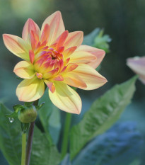 Georgína Peaches and Cream - Dahlia - hľuzy georgín - 1 ks