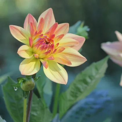Georgína Peaches and Cream - Dahlia - hľuzy georgín - 1 ks