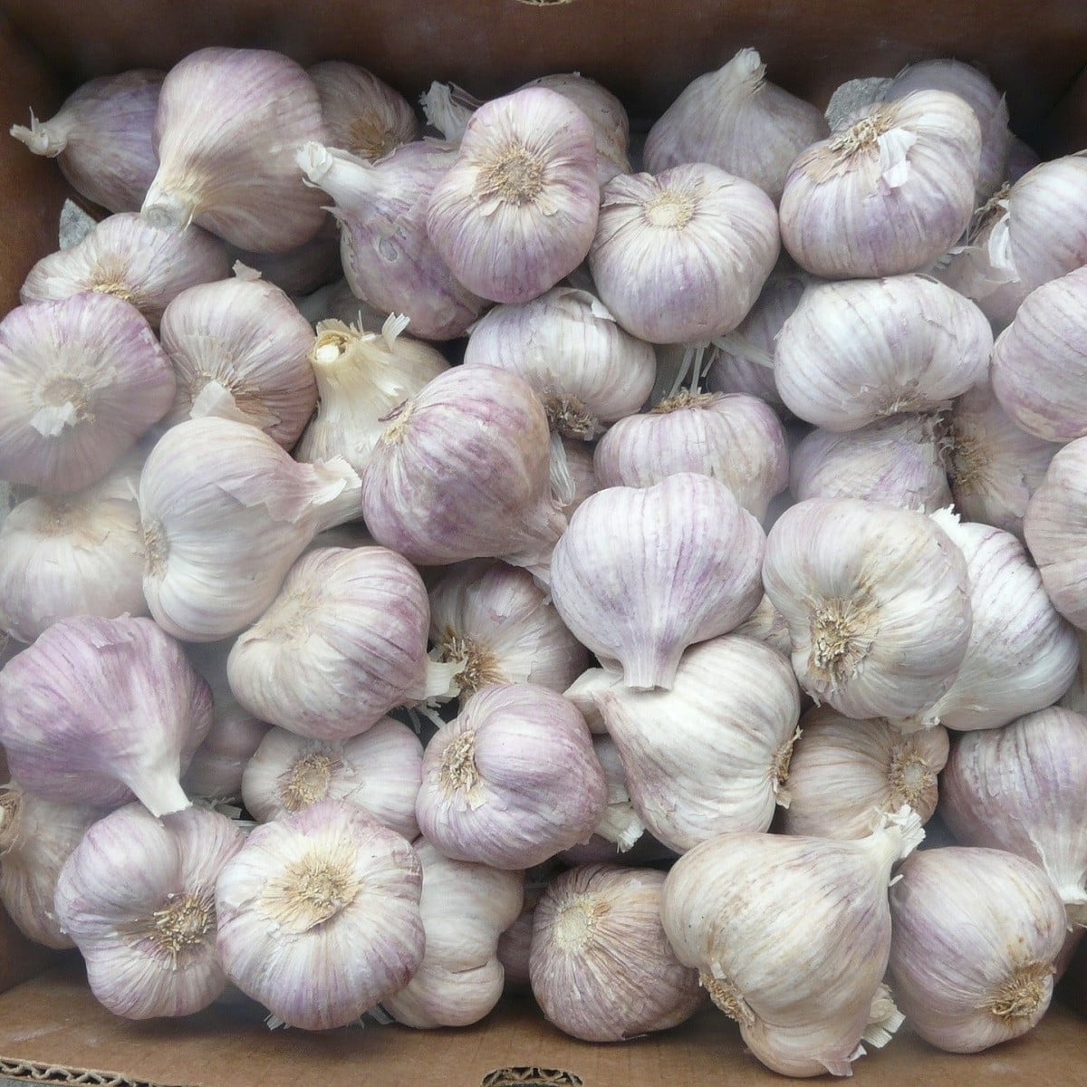 Sadbový cesnak Sultop - Allium sativum - paličiak - cibuľa cesnaku - 1 balenie