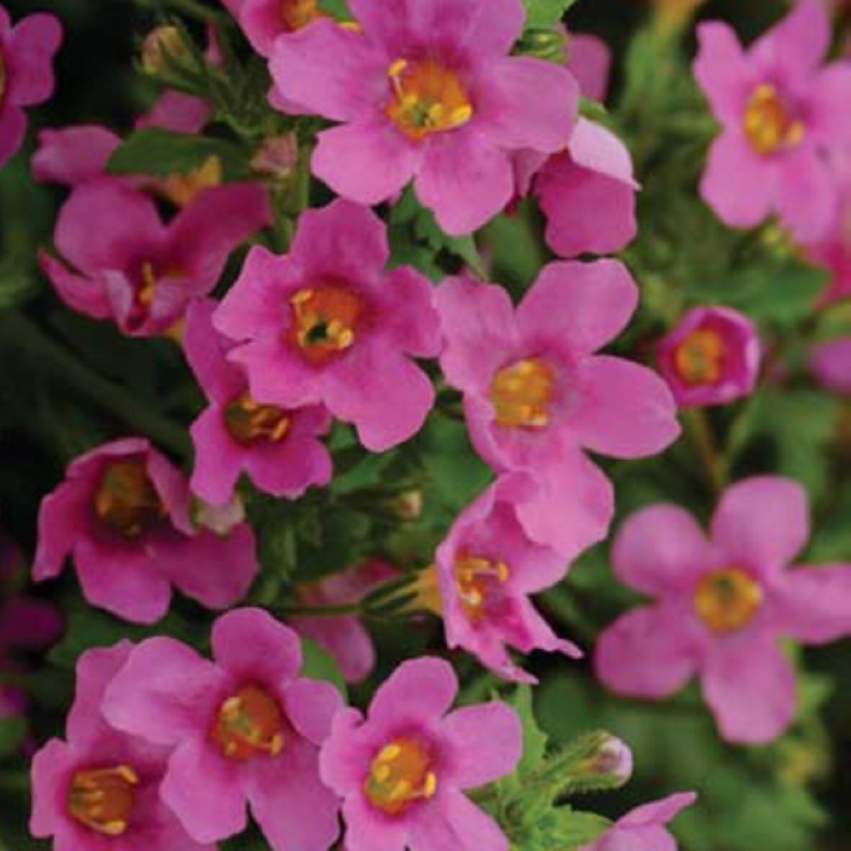 Bakopa Pinktopia - Bacopa sutera cordata - semená bakopy - 7 ks