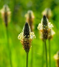BIO skorocel Minutina - Plantago coronopus - bio semená skorocelu - 500 ks